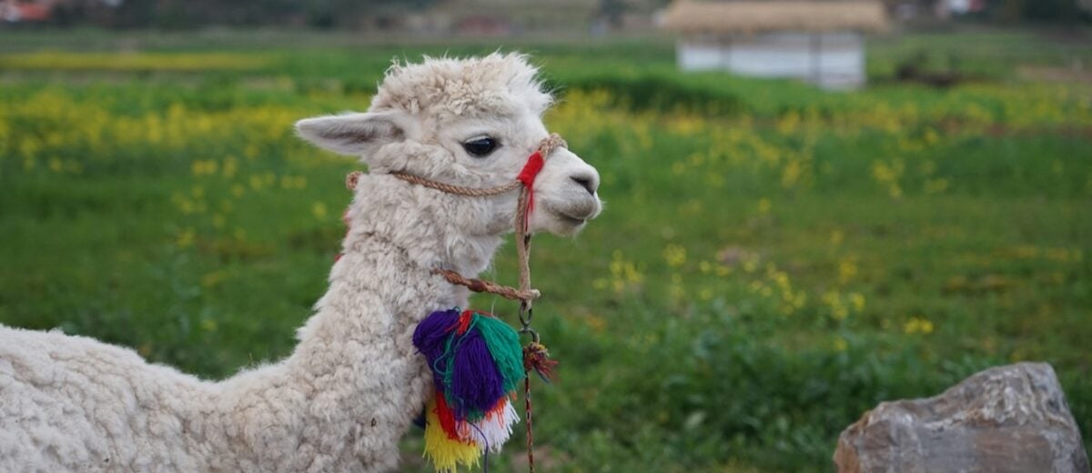 A white alpaca in a green field, a nod to Ollama and the llama models people run locally